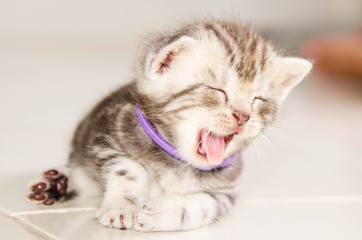 Baby Cat