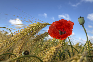 Mohn im Feld 2
