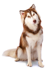 Siberian Husky