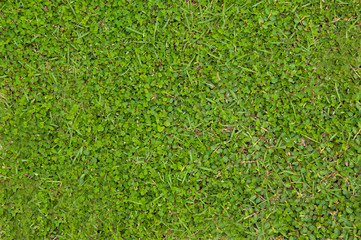 Fototapeta premium Grass background