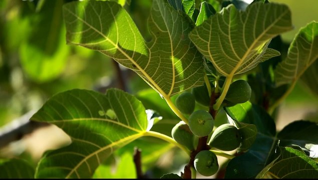 Figs on green fig tree