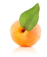 Apricot with green leaves