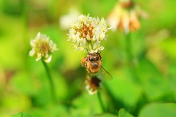 クローバーで蜜を集めるみつばち