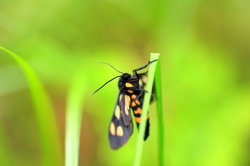 草原のカノコガ