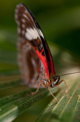 Lacewing Butterfly