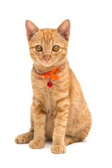 Front view of  Kitten