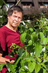 Rüstiger ältere Mann erntet in seinem Garten Himbeeren