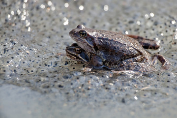 Frogs in spring