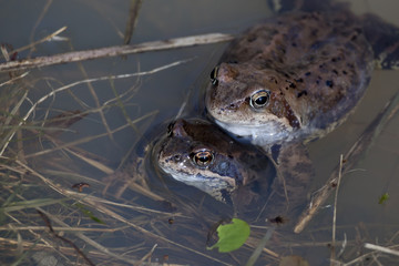Frogs in spring