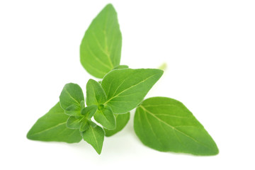 Fresh oregano sprig isolated on white
