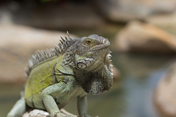 Green Iguana bathing in the sun, Aruba