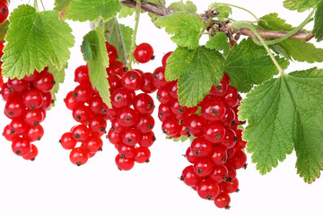 Rote Johannisbeeren, red currants