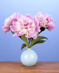 Three pink peonies in vase on wooden table on blue background