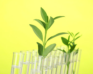 Fototapeta na wymiar Test-tubes with a transparent solution and the plant