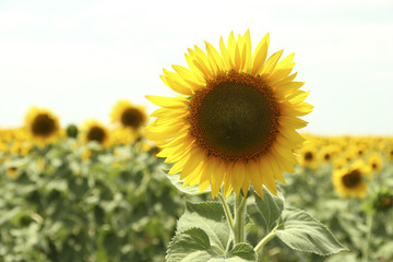 Sunflower field