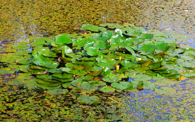 lake / pond with lotuslake / pond with lotus