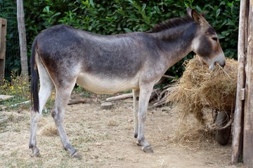 Naklejka na ściany i meble Donkey eats hay