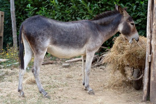 Donkey eats hay