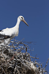 Stork nest