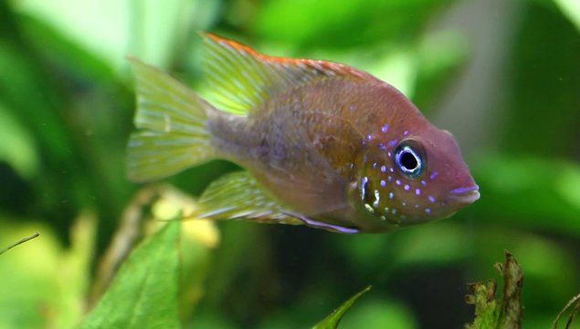 Mexikanisches Feuermaul (Thorichthys aureus) - Weibchen
