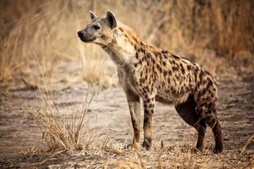 Foto op Plexiglas Gevlekte hyena © tiero