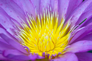 Obraz premium Close up of violet water lily