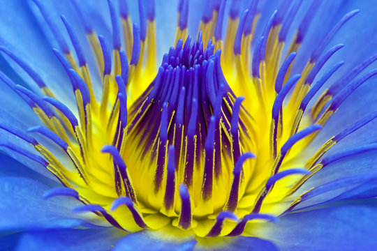 Fototapeta Violet water lily close up