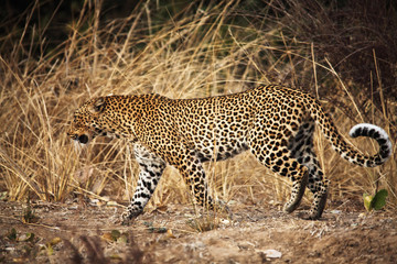 leopard portrait