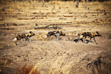 Lycaon pictus african wild dogs