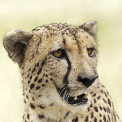 Cheetah