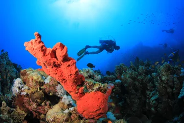 Foto auf Acrylglas Scuba Diver swims over coral reef with red sponge © Richard Carey