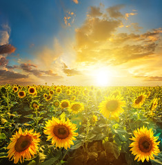 Naklejka premium Summer landscape: beauty sunset over sunflowers field