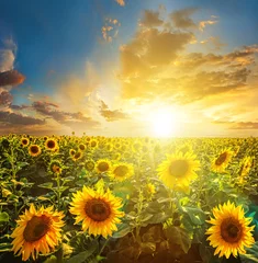 Foto auf Acrylglas Sommer Sommerlandschaft: Schönheitssonnenuntergang über Sonnenblumenfeld