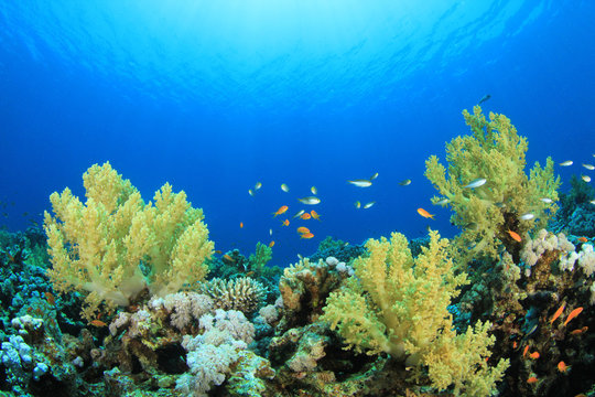 Coral Reef Scene with Tropical Fish