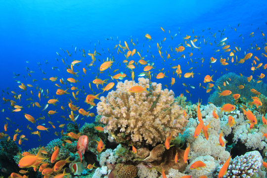 Tropical Fish and Coral Reef Scene