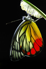 Fototapeta premium Monarch Butterfly, Milkweed Mania, baby born in the nature.
