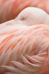 Portrait Flamant rose © Clément Vezin