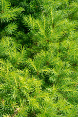 New fir tree needle growth