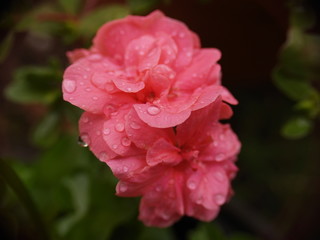 Géranium rose