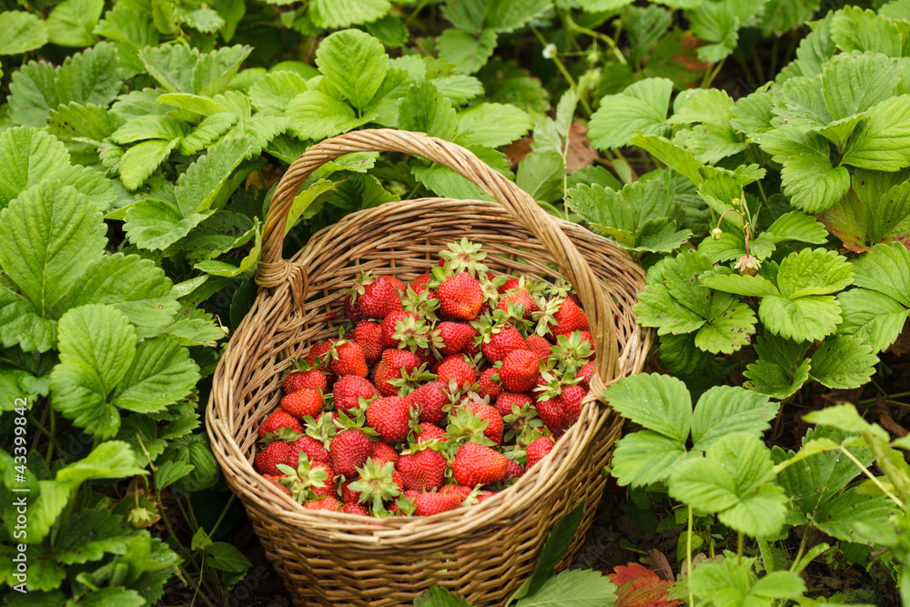 Poster strawberries in a basket