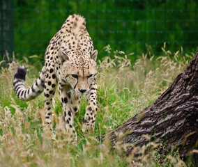 Cheetah Acinonyx Jubatus Big Cat