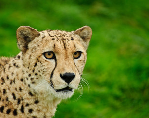 Cheetah Acinonyx Jubatus Big Cat