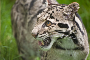 Naklejka premium Clouded leopard Neofelis Nebulova big cat portrait