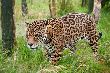 Stunning jaguar Panthera Onca prowling through long grass © veneratio