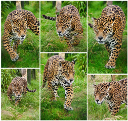 Compilation of six images of Jaguar Panthera Onca big cat