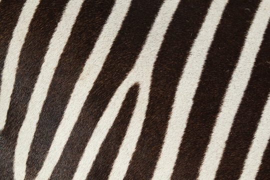 D&eacute;tail Peau Z&egrave;bre