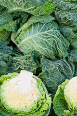 Fototapeta premium Background from more freshly belokachanny cabbage