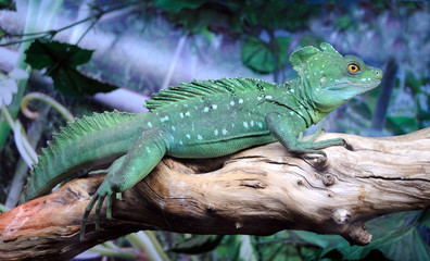 Fototapeta premium Green basilisk lizard