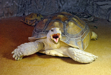 Big tortoise yawns