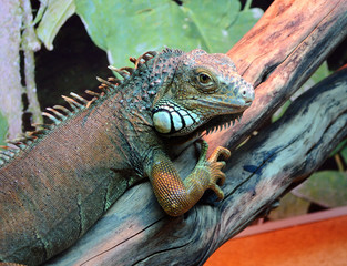Iguana portrait
